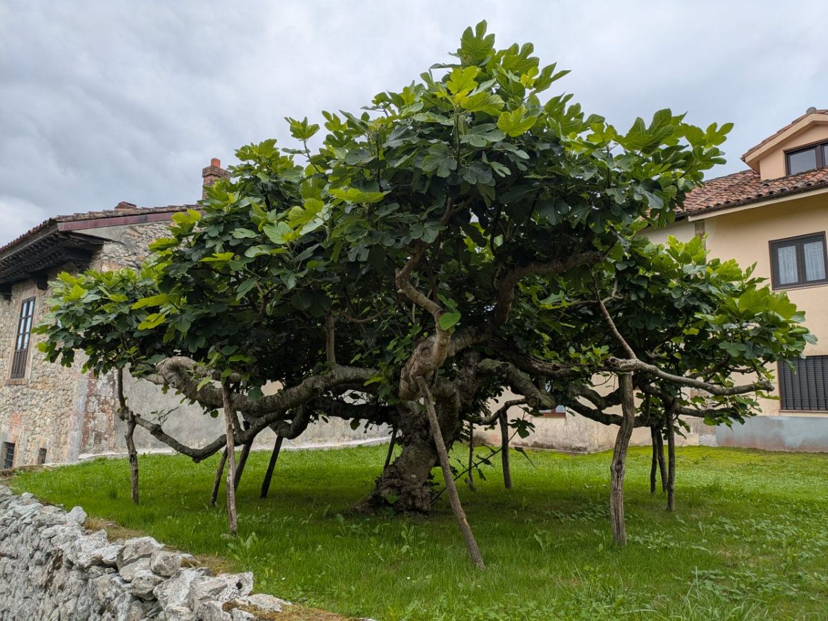 25-der Baum braucht Stützen